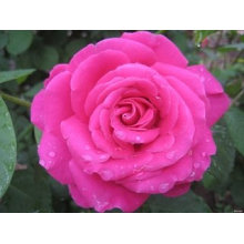 Flos Rosae Chinensis PE China Rose Extrato